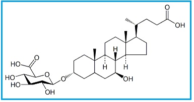 Ursodeoxycholic Acid 3-O-β-D-Glucuronide